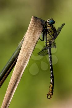 side of  wild  yellow black dragonfly anax imperator on a wood leaf  in the bush