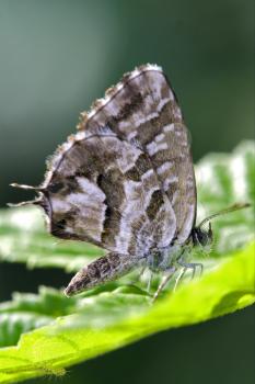 wild brown  butterfly  on a green leaf in the bush