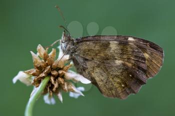 side of wild brown  butterfly  on a white flower  in the bush