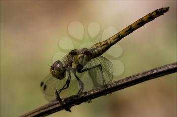 side of wild  yellow black dragonfly on a wood branch  in the bush