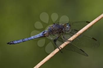 side of wild  blue  black dragonfly on a wood branch  in the bush