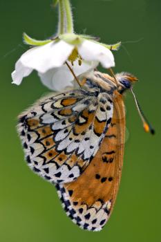 a brown butterly in a white flower up down