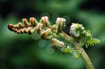 a fern looking to the  left