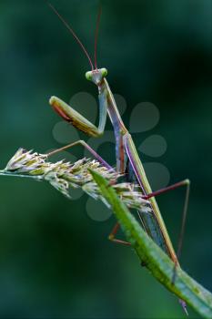 a mantis are  looking at you