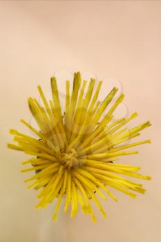 macro of a yellow  flower in brown