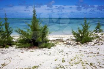 ile du cerfs in mauritius, a beach ND BUSH