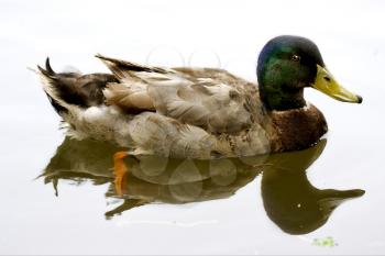 a reflex of the duck in  a lake