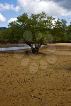 tree in the lokobe reserve in the coast of madagascar