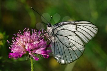 little white butterfly resting in a pink flower and green