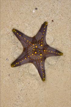 starfish coastline in the   lagoon   of zanzibar tanzania
