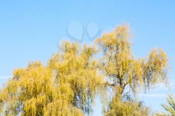 branches of willow weeping in the sky background