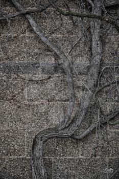 blur in the wall with natural branch and roots