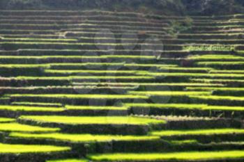 blur in  philippines  terrace field for coultivation of rice  from banaue unesco site 
