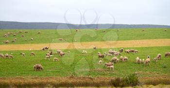 in south africa green yellow  field and sheep eating grass