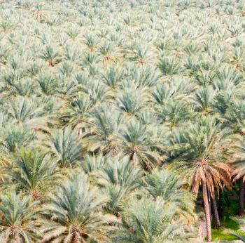 and the cultivation of palm fruit from high in oman garden 