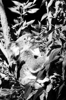 in  australia  the typical free animal the koala 