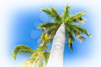 in australia the branch of the palm in the clear sky