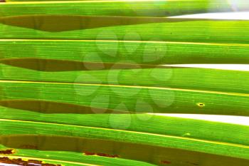   leaf  abstract  thailand in the light   and his veins background  of a  green  white 