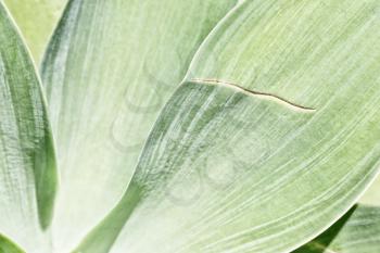 texture and close up of a leaf like abstract background