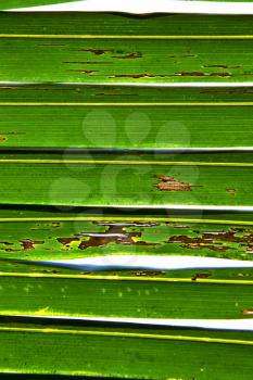   leaf  abstract  thailand in the light   and his veins background  of a  green  white 