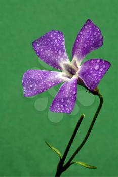 macro close of  a violet pink geranium agrostemma githago in green background and drop