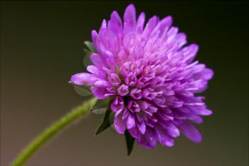  dispsacacea labiate mentha aquatica scabioso violet flower