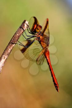 wild red dragonfly on a wood branch  in the bush and sky