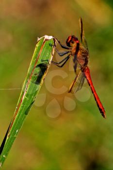 side of  wild  yellow black red dragonfly anax imperator Sympetrum Fonscolombii on a wood leaf  in the bush
