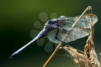 wild blue dragonfly brachytron pratense on a piece of branch in the bush and web