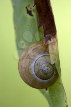 side of wild brown snail gastropoda  phyla minori on a green leaf  in the bush