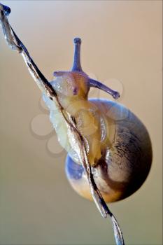 side and head of wild brown snail gastropoda  phyla minori on a brown branch   in the bush