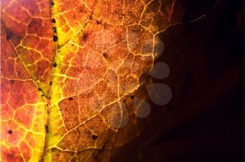 background  macro close up abstract of a  yellow red  black brown leaf and his veins in the light 