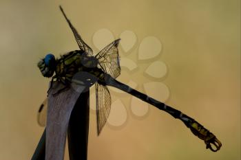 wild black yellow dragonfly anax imperator on a wood leaf  in the bush