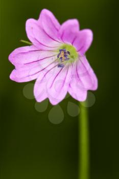 macro close of  a violet pink lavatera arborea malvacee in green background