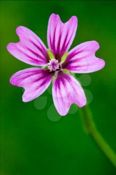 violet flower malva alcea moschata sylvestris lavatea arborea  punctata  thuringiaca
 malvacee trimestris