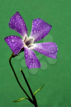 macro close of  a violet pink geranium agrostemma githago in green background and drop