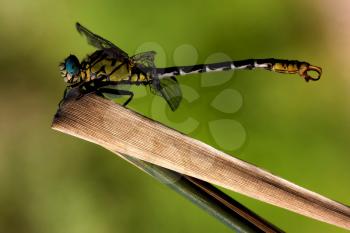 side of  wild  yellow black dragonfly anax imperator on a wood leaf  in the bush