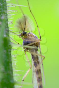 side of wild fly  chironomidae chironomus riparius culicidae culex mosquito  on a green branch 
 