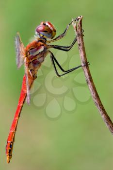 
side of  wild  yellow black red dragonfly anax imperator Sympetrum Fonscolombii on a wood leaf  in the bush
