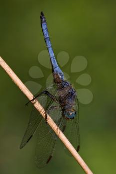 side of wild  blue  black dragonfly on a wood branch  in the bush