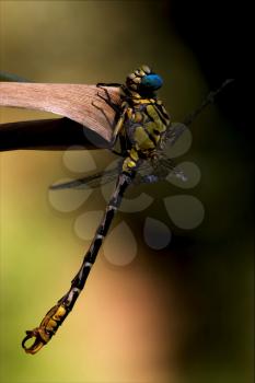 wild black yellow dragonfly anax imperator on a wood leaf  in the bush