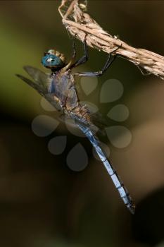 wild blue dragonfly brachytron pratense on a piece of branch in the bush