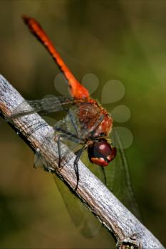 wild red dragonfly on a wood branch  in the bush