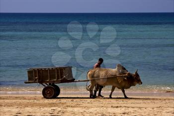 hand cart  people dustman lagoon worker animal and coastline in madagascar nosy be 
