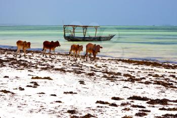 cow costline boat pirague in the  blue lagoon relax  of zanzibar africa
