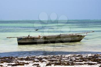 bird in the  blue lagoon relax  of zanzibar  africa coastline boat pirague
