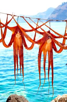octopus        drying  in the sun europe greece santorini and light