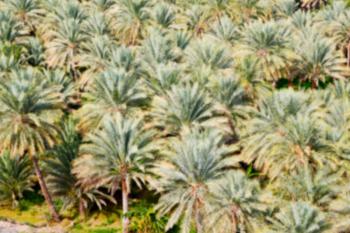 and the cultivation of palm fruit from high in oman garden  blur