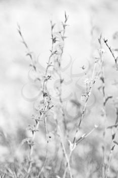  in the grass and abstract background white flower    