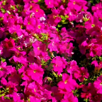 in the spring colors oman flowers and garden 